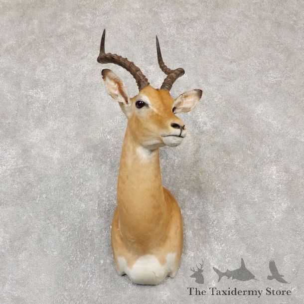South African Impala Shoulder Mount For Sale #20146 @ The Taxidermy Store