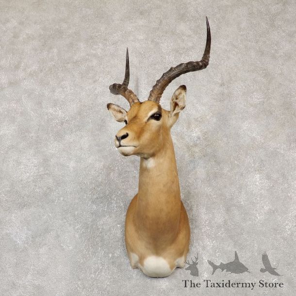South African Impala Shoulder Mount For Sale #20148 @ The Taxidermy Store