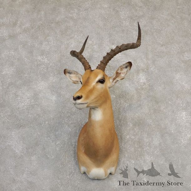 South African Impala Shoulder Mount For Sale #20292 @ The Taxidermy Store