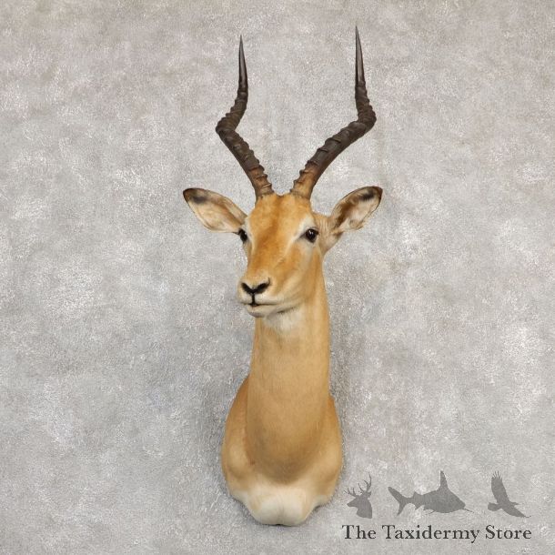South African Impala Shoulder Mount For Sale #20293 @ The Taxidermy Store