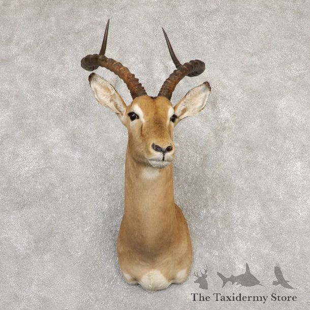 South African Impala Shoulder Mount For Sale #20294 @ The Taxidermy Store