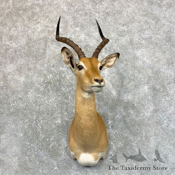 South African Impala Shoulder Mount For Sale #23879 @ The Taxidermy Store