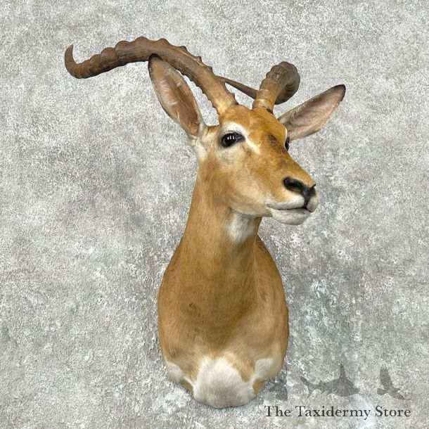 South African Impala Shoulder Mount For Sale #26837 @ The Taxidermy Store