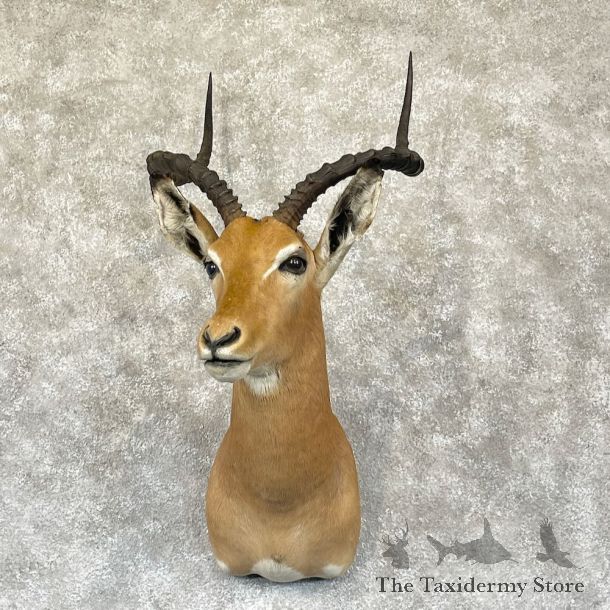 South African Impala Shoulder Mount For Sale #28277 @ The Taxidermy Store
