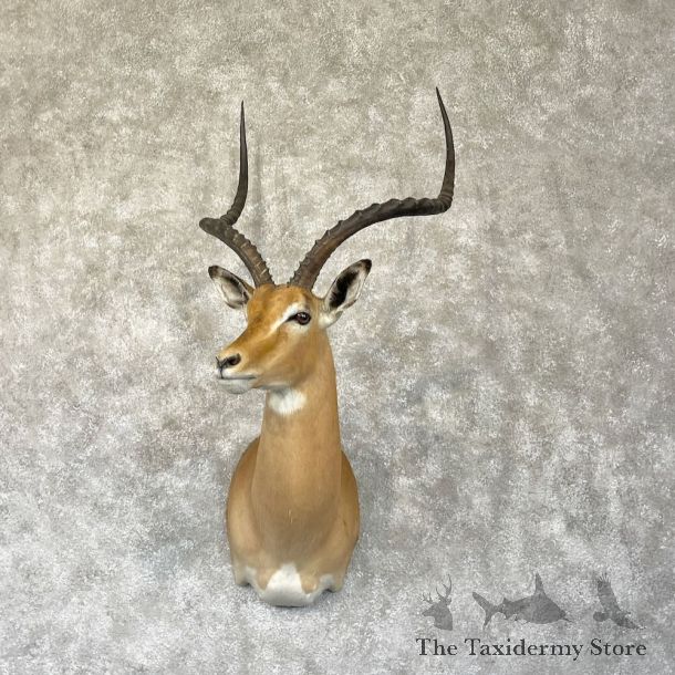 South African Impala Shoulder Mount For Sale #28280 @ The Taxidermy Store