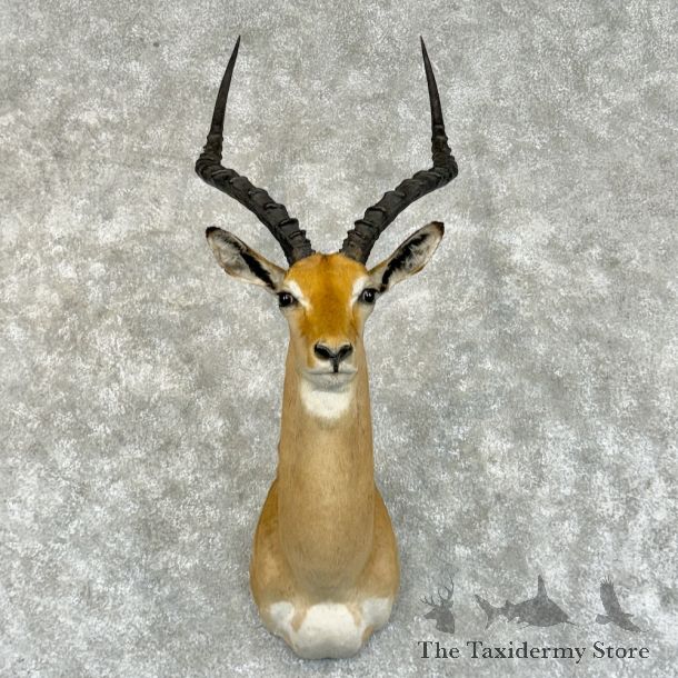 South African Impala Shoulder Mount For Sale #29218 @ The Taxidermy Store