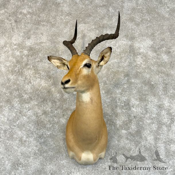 South African Impala Shoulder Mount For Sale #29218 @ The Taxidermy Store