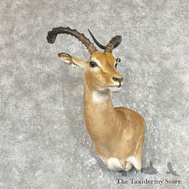 South African Impala Wall Pedestal For Sale #26752 @ The Taxidermy Store