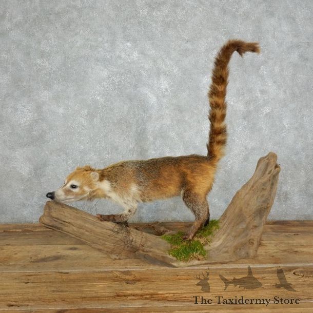 South American Coati Life-Size Mount For Sale #18009 @ The Taxidermy Store