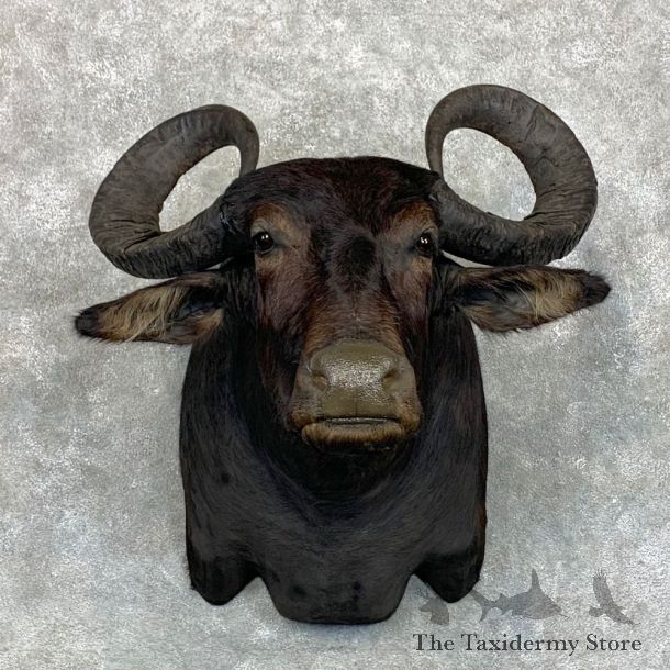South American Water Buffalo Shoulder Mount #23485 For Sale @ The Taxidermy Store