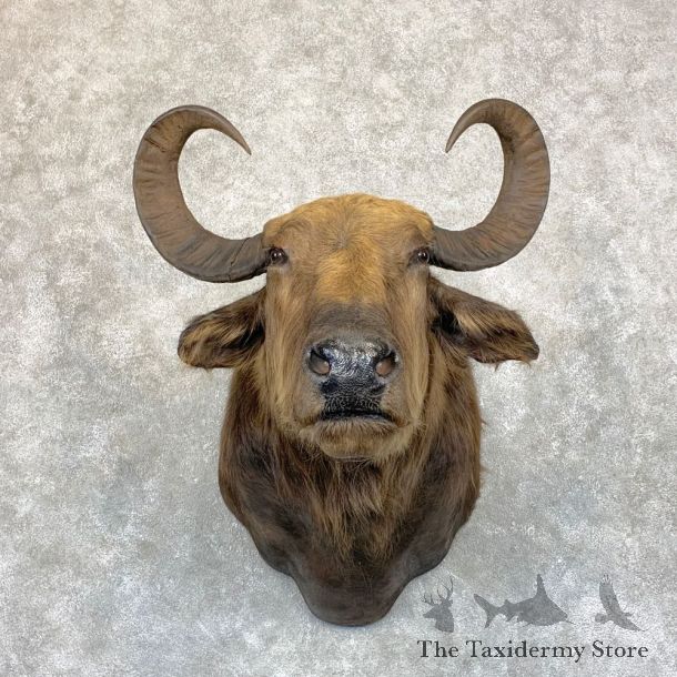 South American Water Buffalo Shoulder Mount For Sale #21742 For Sale @ The Taxidermy Store