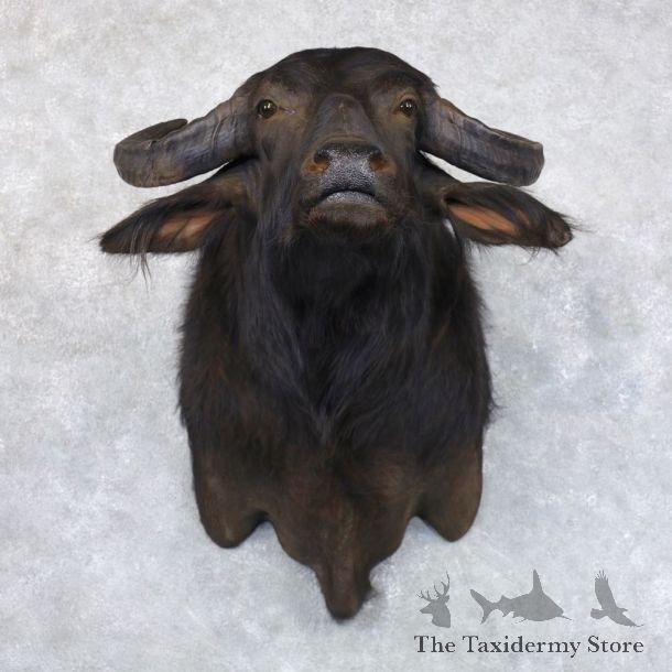 South American Water Buffalo Shoulder Mount For Sale #22147 For Sale @ The Taxidermy Store