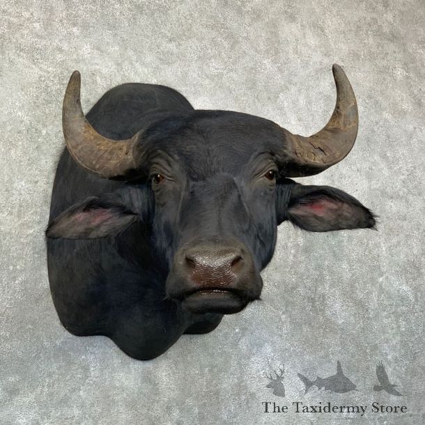 South American Water Buffalo Shoulder Mount For Sale #22896 For Sale @ The Taxidermy Store