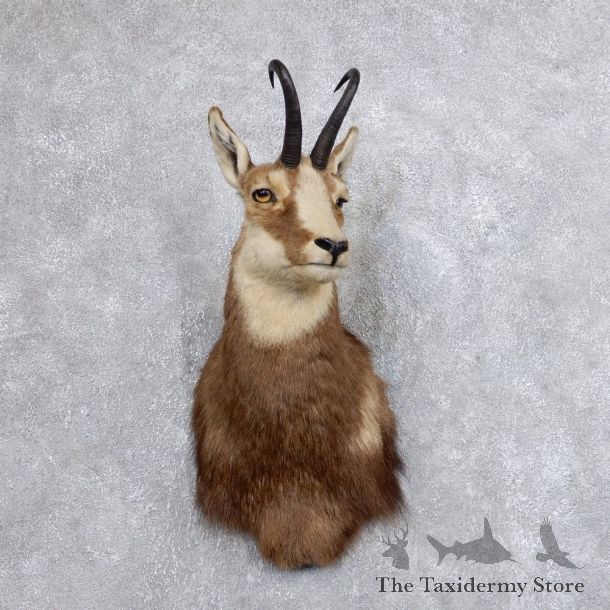 South Pacific Chamois Shoulder Mount For Sale #18733 @ The Taxidermy Store