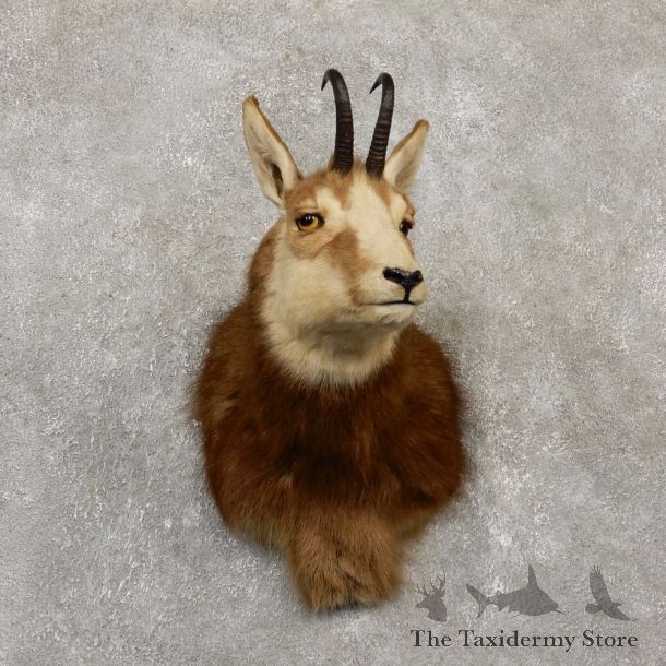 South Pacific Chamois Shoulder Mount For Sale #20153 @ The Taxidermy Store