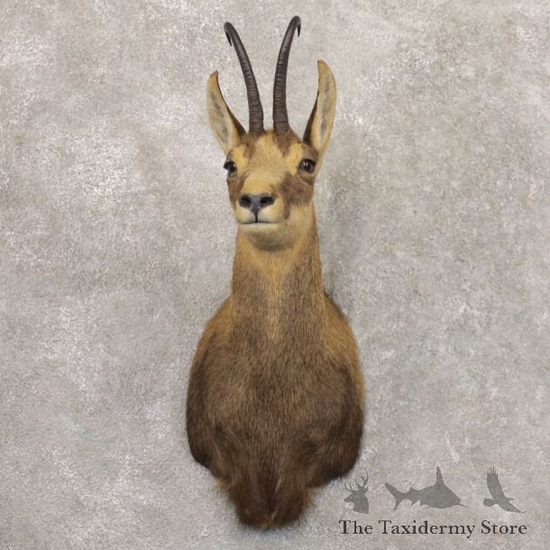 South Pacific Chamois Shoulder Mount For Sale #22162 @ The Taxidermy Store