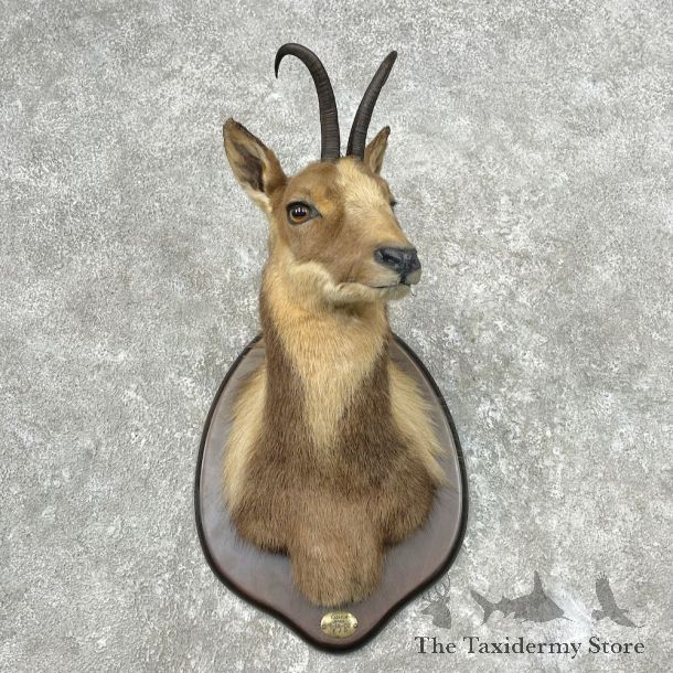 South Pacific Chamois Shoulder Mount For Sale #26841 @ The Taxidermy Store