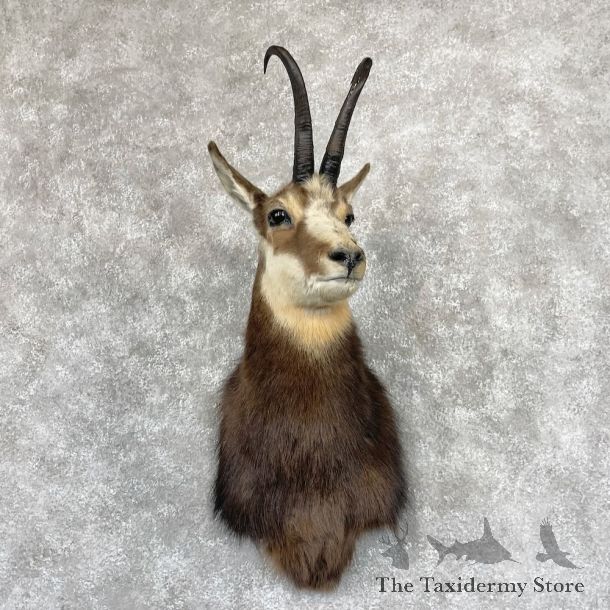 South Pacific Chamois Shoulder Mount For Sale #28264 @ The Taxidermy Store