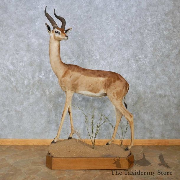 Southern Gerenuk Life-Size Mount For Sale #15086 @ The Taxidermy Store