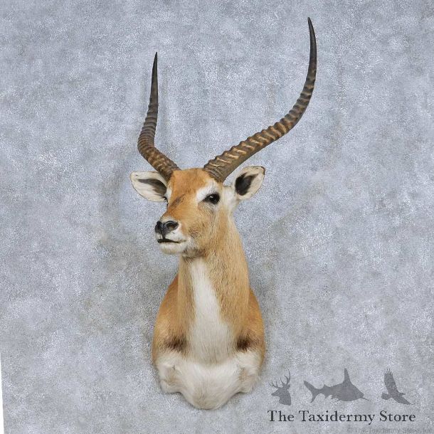 Lechwe Taxidermy Shoulder Mount For Sale #13985 @ The Taxidermy Store