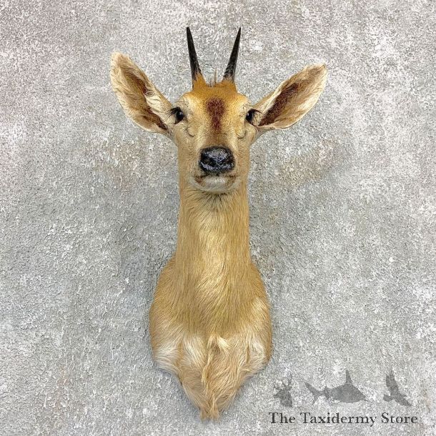 Southern Bush Duiker Shoulder Mount For Sale #22100 @ The Taxidermy Store