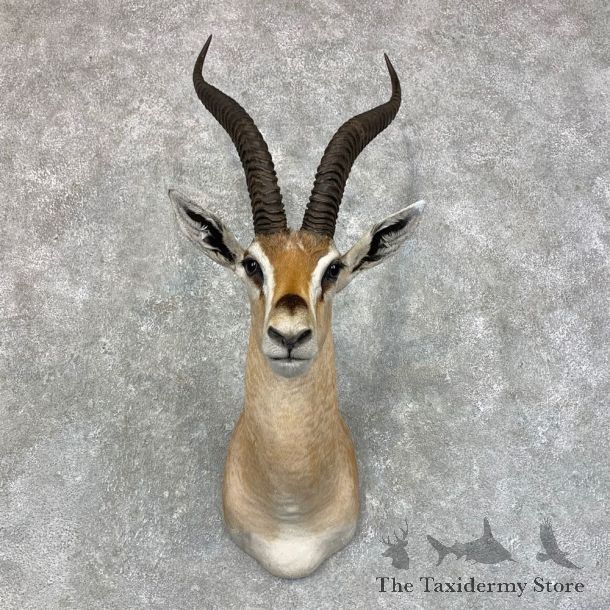 Southern Grant’s Gazelle Shoulder Mount #23449 For Sale @ The Taxidermy Store