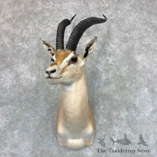 Southern Grant’s Gazelle Shoulder Mount #23525 For Sale @ The Taxidermy Store