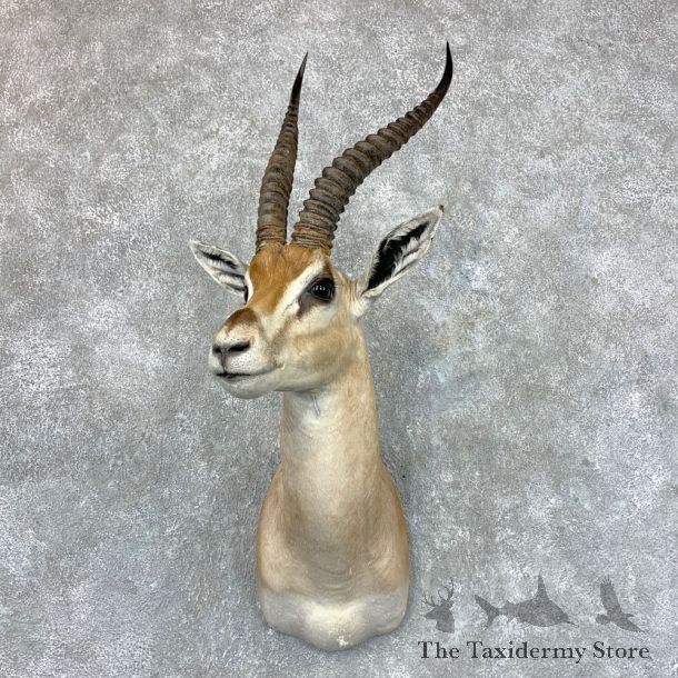 Southern Grant’s Gazelle Shoulder Mount #23526 For Sale @ The Taxidermy Store