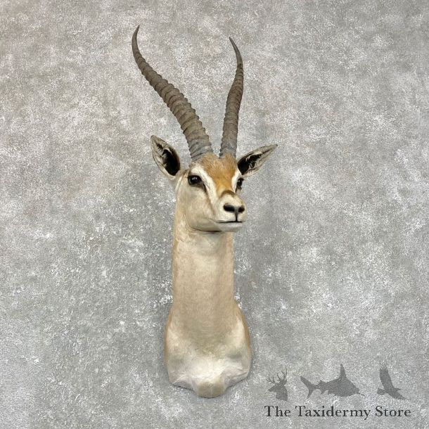 Southern Grant’s Gazelle Shoulder Mount #24949 For Sale @ The Taxidermy Store