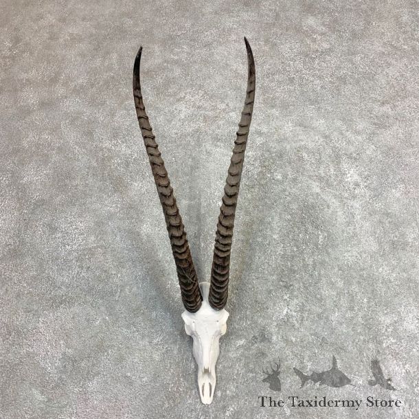 Southern Grants Gazelle Skull European Mount For Sale #21963 @ The Taxidermy Store