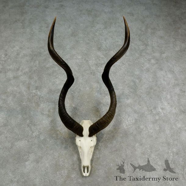 Kudu Skull & Horn European Mount For Sale #17022 @ The Taxidermy Store