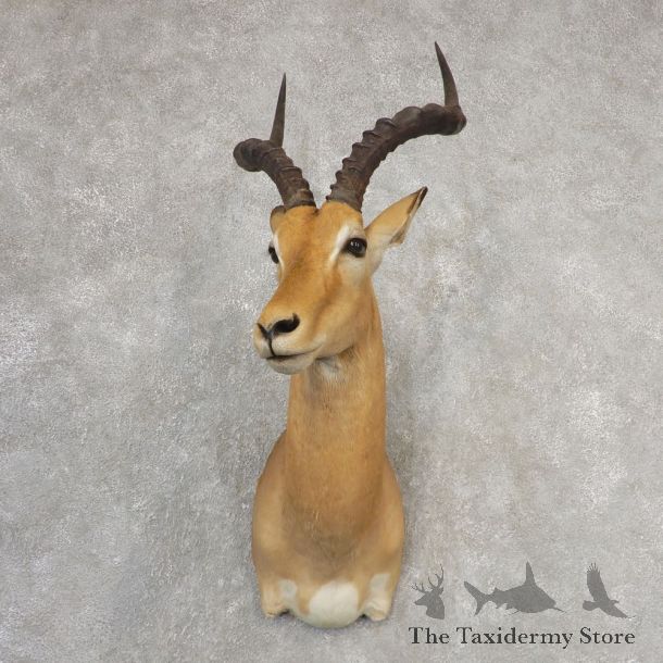 Southern Impala Shoulder Mount For Sale #21098 @ The Taxidermy Store