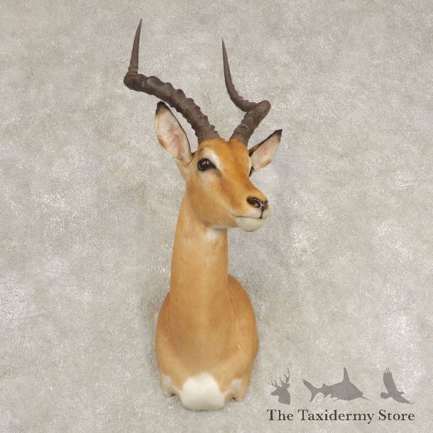 Southern Impala Shoulder Mount For Sale #21586 @ The Taxidermy Store
