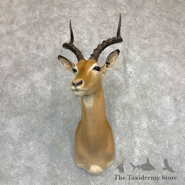 Impala Shoulder Mount For Sale #22099 @ The Taxidermy Store