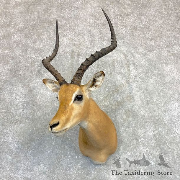 Southern Impala Shoulder Mount For Sale #22101 @ The Taxidermy Store