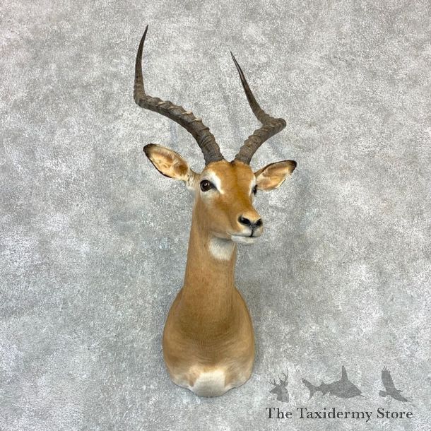 Southern Impala Shoulder Mount For Sale #23206 @ The Taxidermy Store