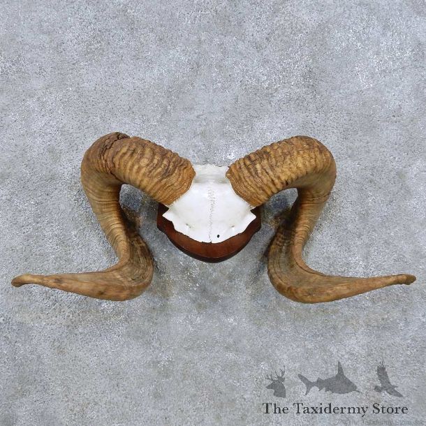 Corsican Ram Horn Plaque Taxidermy Mount For Sale #14484 @ The Taxidermy Store