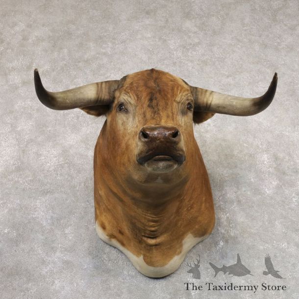 Spanish Fighting Bull Shoulder Mount For Sale #22345 @ The Taxidermy Store