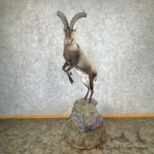 Spanish Ibex Life-Size Mount For Sale #26876 @ The Taxidermy Store