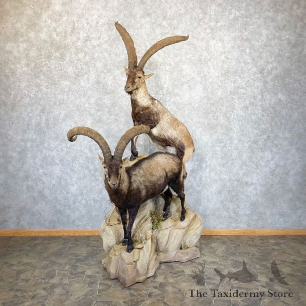 Spanish Ibex Life-Size Taxidermy Mount #24965 For Sale @ The Taxidermy Store