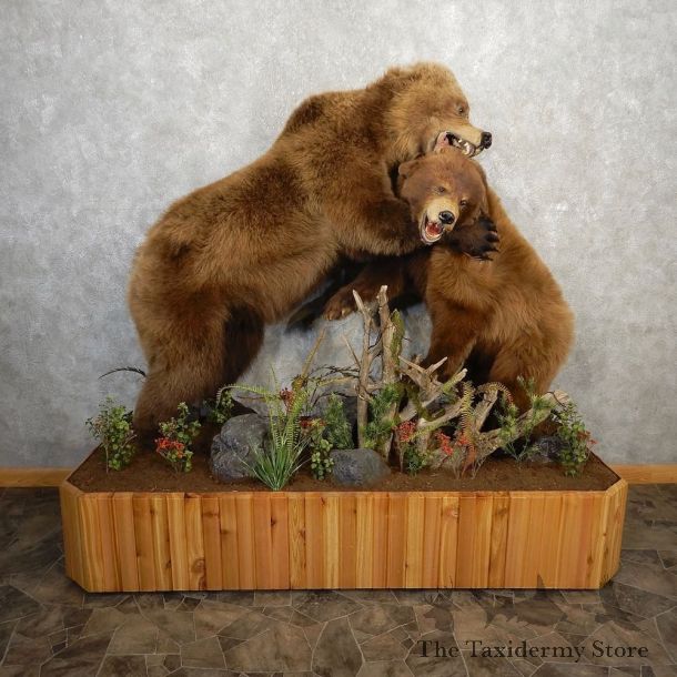 Sparring Juvenile Black Bear And Grizzly Bear Life-Size Mount For Sale #21143 @ The Taxidermy Store