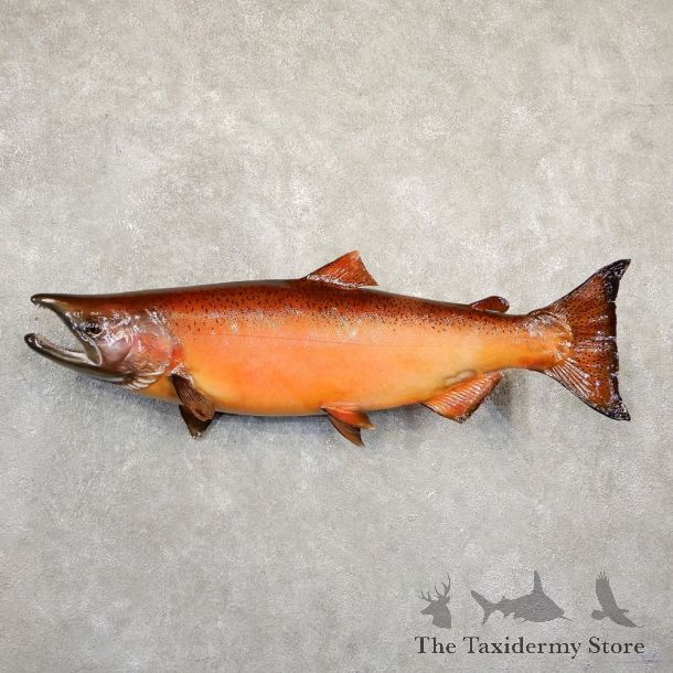 Spawning Phase King Salmon Fish Mount For Sale #20842 @ The Taxidermy Store