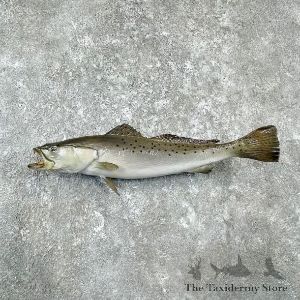 Speckled Trout Fish Mount For Sale #26126 @ The Taxidermy Store