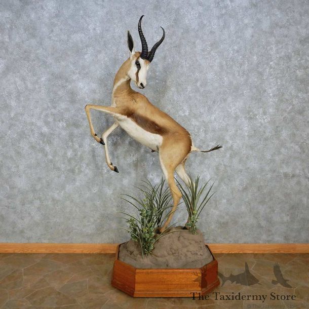 African Springbok Life-Size Mount For Sale #15121 @ The Taxidermy Store