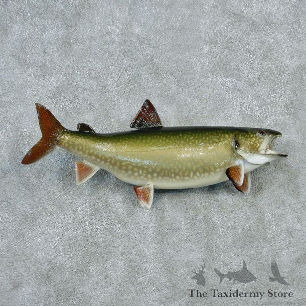 Splake-Taxidermy-Fish-Mount-M1-#12794-For-Sale-@-The-Taxidermy-Store