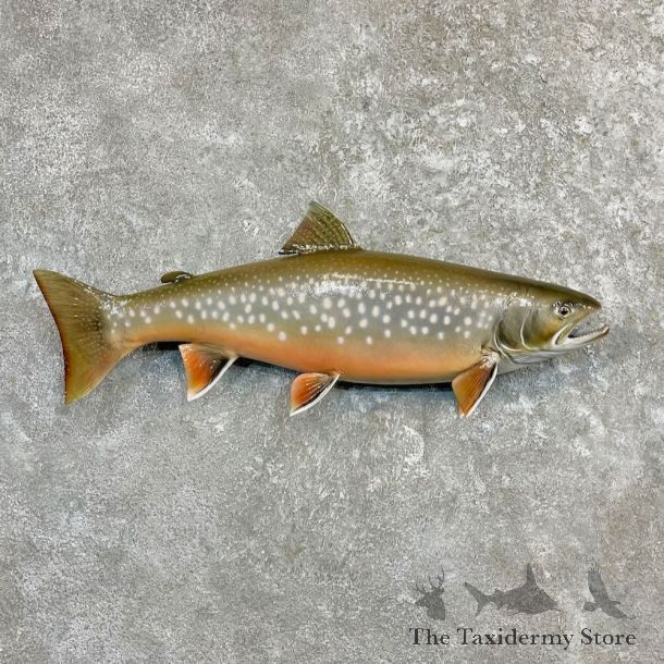 Splake Fish Mount For Sale #27265 @ The Taxidermy Store