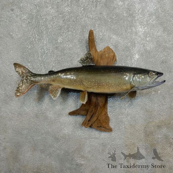 Splake-Taxidermy-Fish-Mount-#17785-For-Sale-@-The-Taxidermy-Store