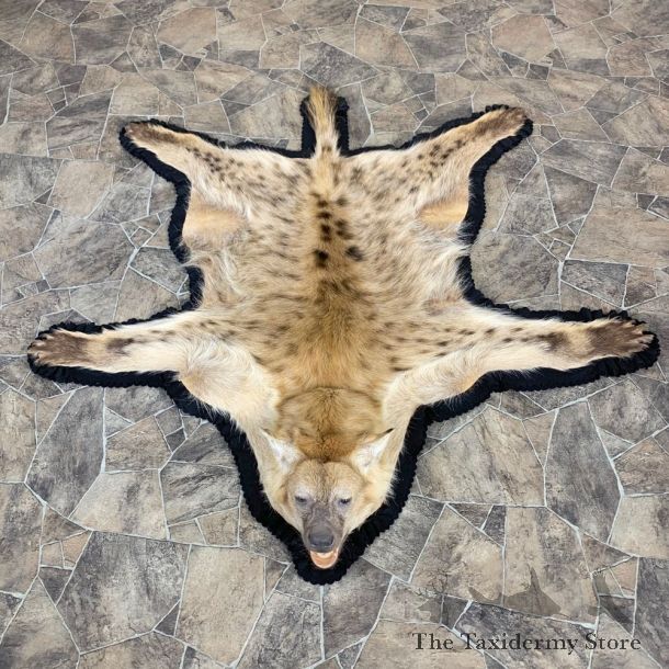 Spotted African Hyena Full-Size Taxidermy Rug #23021 For Sale @ The Taxidermy Store