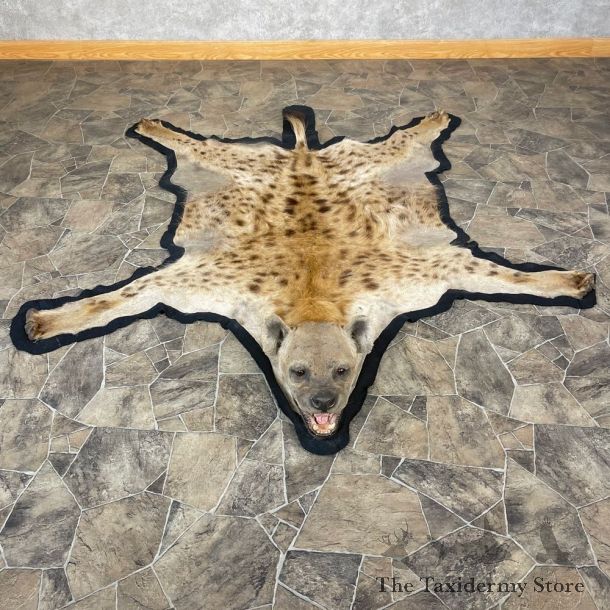 Spotted African Hyena Full-Size Taxidermy Rug #24682 For Sale @ The Taxidermy Store