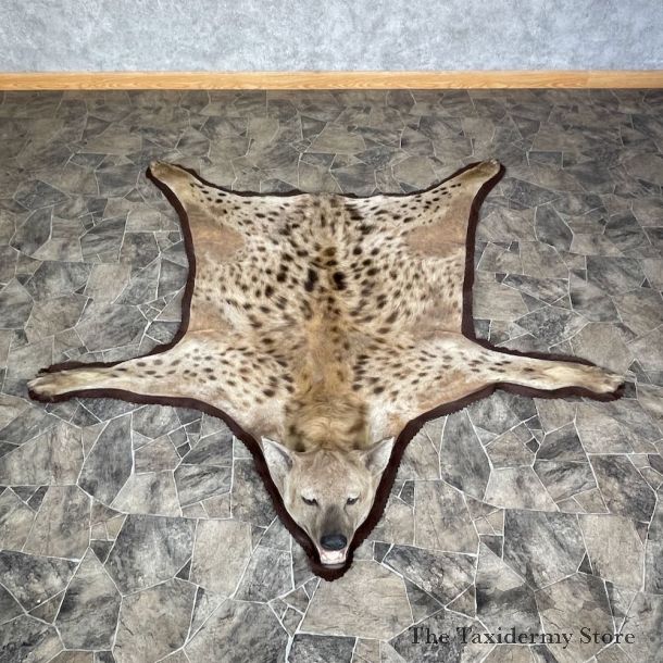 Spotted African Hyena Full-Size Taxidermy Rug #25269 For Sale @ The Taxidermy Store